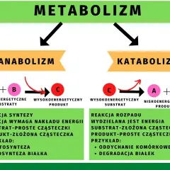 Metabolizm w biologii: co to jest i jak wpływa na życie?