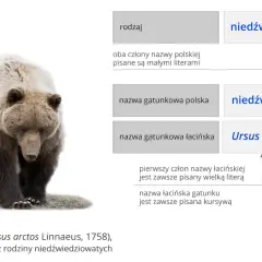 Systematyka w biologii: klucz do zrozumienia różnorodności życia