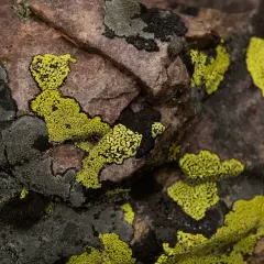Co to jest sukcesja w biologii? Zrozumienie procesów i rodzajów