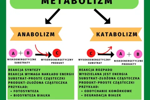 Metabolizm w biologii: co to jest i jak wpływa na życie?