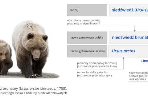 Systematyka w biologii: klucz do zrozumienia różnorodności życia