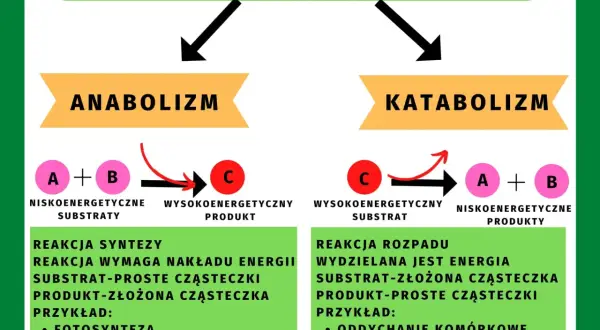 Metabolizm w biologii: co to jest i jak wpływa na życie?