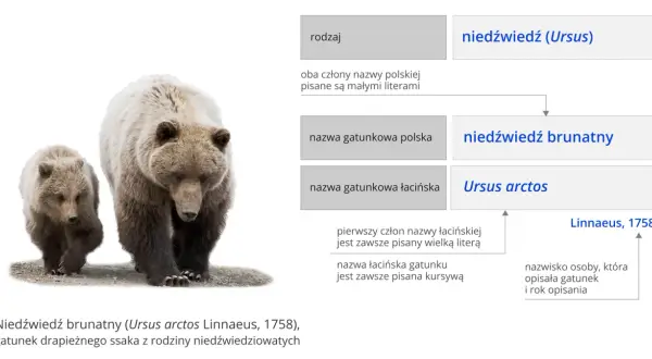 Systematyka w biologii: klucz do zrozumienia różnorodności życia